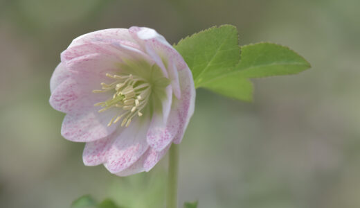 ２０２６　イベント情報