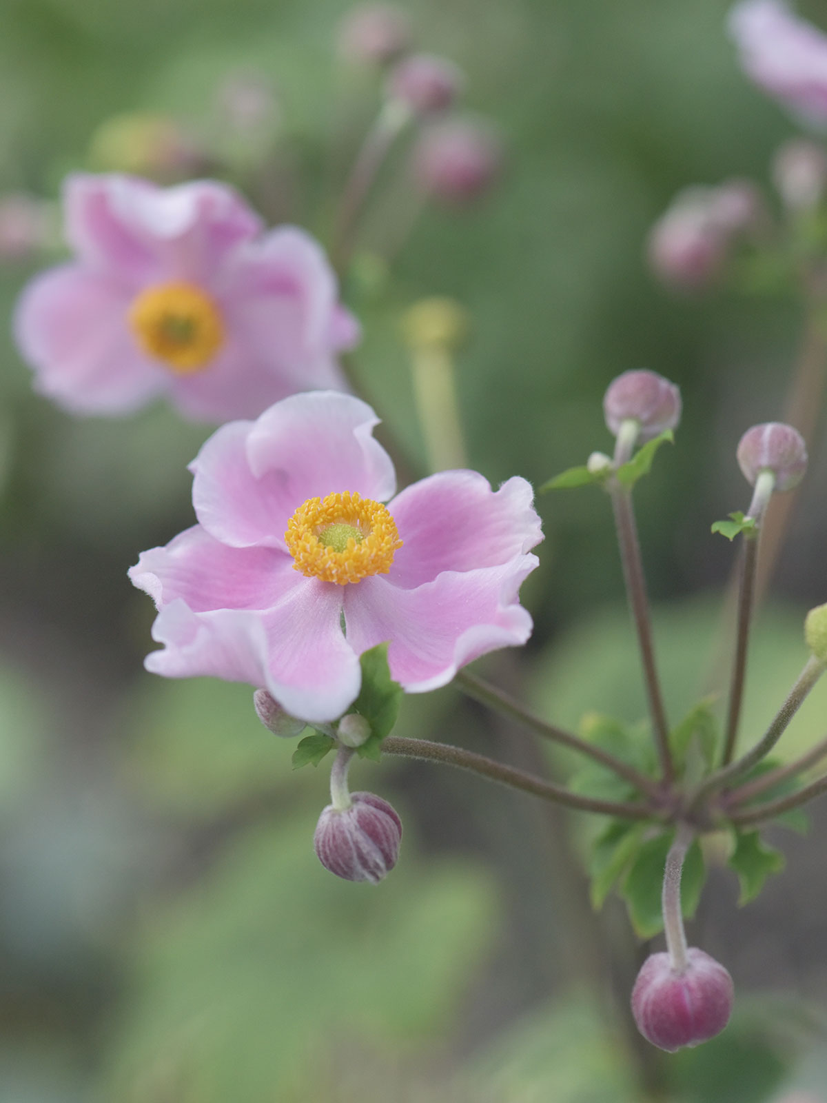 ピルエットの波打つ淡いピンクの花弁と蕾 — 大和園撮影